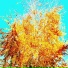 flowerdance