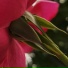 TJR