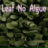 Leaf No Algue