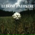 Ledum palustre