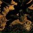 Horn Of The Rhino