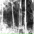 TSUYOKA