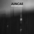 Juncae