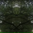 coldtree