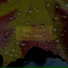 Wyn Wynter