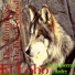 El Lobo de La Sierra Madre
