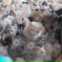 Выйди как мотыга