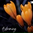 Epic Nature Sounds