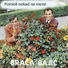 Braca Bajic