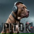 Pitok