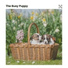 Sleeping Music For Dogs