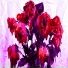 9Purple, Pimpie