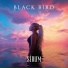 Black Bird