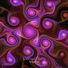 Languid Shahs