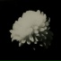 ghostmolly