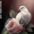 Sann