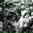 Kamikazes feat. Hinz & Kunz