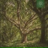 Shuko, Beats for Trees
