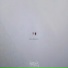 ANTZ