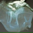 Physalia