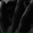 awnur