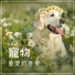 狗搖籃曲, 寵物治愈音樂, 睡覺的狗歌