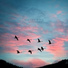 Sleepy Bird Sounds