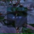 XY-R feat. D4N3K