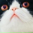 doidoi