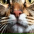 Cat Music Dream, Joyful Harmony, Sounds from Above
