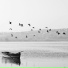 Bird Sounds