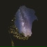 SpaceTree