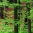 蒲露蓓