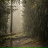 Andrey Filippov, Звуки сна Окружающие Шумы