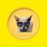 Kittynet