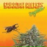 SRIRAJAH ROCKERS feat. Rasmee
