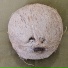 Marcelo Temponi