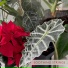Plant House & Garden