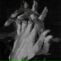 v.liri