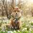 RedFoxxy&