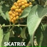 SKATRIX