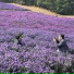 eldlofi