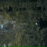 Blunite