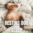 The Sleepy Sounds
