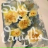 Suellen