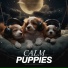 Calming Music For Pets