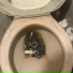 koboriboi, skaut, intoxxic, mllcnerd!, lavd667