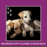 Dog Chill Out Music