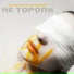 Не Торопи
