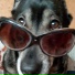 LOVE$PET